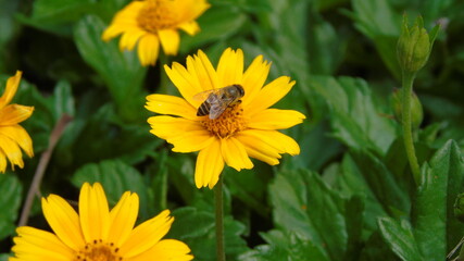 yellow flower in the garden