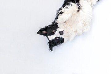 Funny studio portrait of cute smiling puppy dog border collie isolated on white background. New lovely member of family little dog gazing and waiting for reward. Funny pets animals life concept.