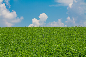 field with green alfalfa and blue sky with clouds