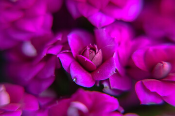 małe czerwono fioletowe kwiatki doniczkowe