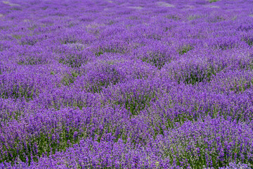 flowering lavender bushes with selective focus