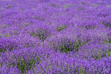 Fototapeta na wymiar landscape with a flowering lavender culture
