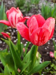 beautiful red tulip flowers in garden