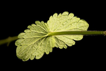 Germander Speedwell (Veronica chamaedrys). Leaves Closeup