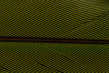 Obraz premium Beautiful Bright Green Parrot Feather Close up Detail Texture. Abstract Pattern Background
