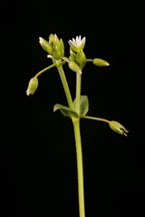Common Mouse-Ear (Cerastium fontanum). Inflorescence Closeup