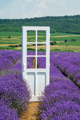 a door in a field of lavender in bloom