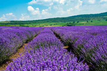 Fototapeta na wymiar field with rows of lavender