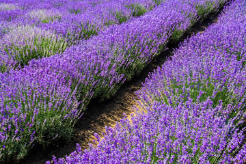 Naklejka na ściany i meble a beautiful landscape with a lavender field