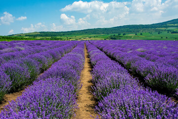 Obraz premium landscape with a flowering lavender culture