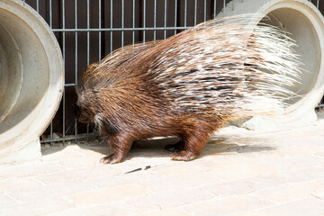 wilde Tiere in einem Tierpark im Norden Deutschlands fotografiert im Sommer an einem sonnigen Tag