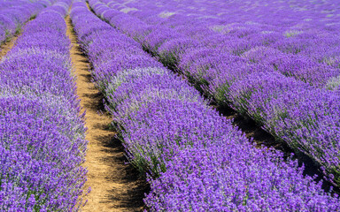 Fototapeta na wymiar landscape with a flowering lavender culture