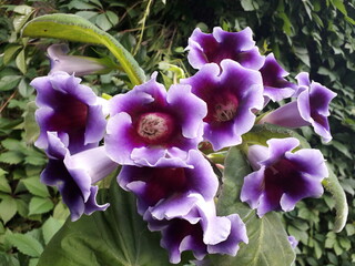 Flowering plant Sinningia speciose (Gloxinia) with purple flowers.
