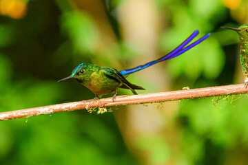 Silfo Colivioleta / Violet-tailed Sylph