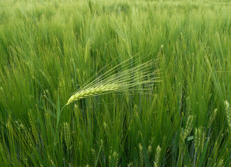 wheat - barley ear against the wind - individuality or dare to be different