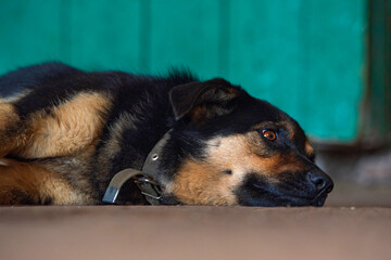 A tired dog lies on the farm floor. Photographed close-up.