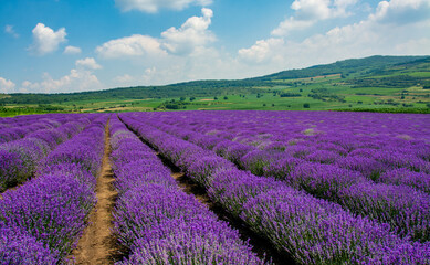 Naklejka na ściany i meble landscape with a flowering lavender culture