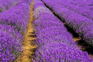 Fototapeta na wymiar field with rows of lavender