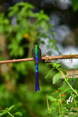 Silfo Colivioleta / Violet-tailed Sylph