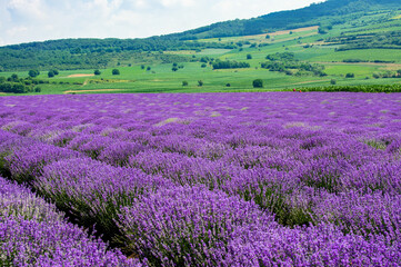 Fototapeta na wymiar a field of lavender flowers with selective focus