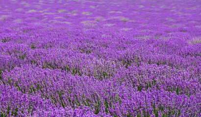 landscape with a flowering lavender culture