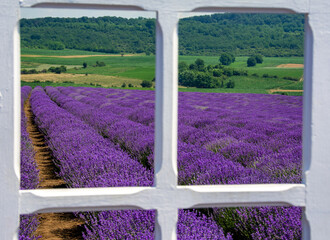 a landscape with a lavender field seen through the window