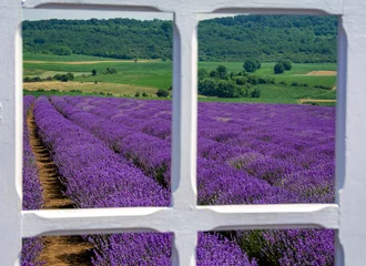 Printed roller blinds pruning a landscape with a lavender field seen through the window