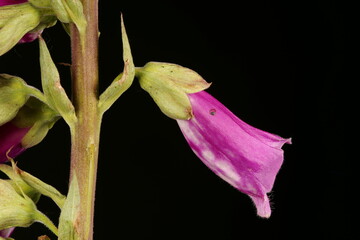 Foxglove (Digitalis purpurea). Flower Closeup
