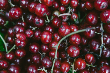 fresh summer red currant in a green bowl