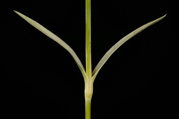 Garden Pink (Dianthus plumarius). Stem and Leaves Closeup