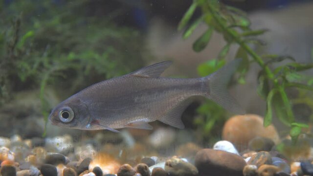 Young bream swims in the aquarium. Freshwater river fish in an aquarium. Selective focus