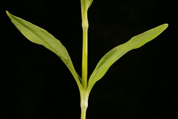 Sweet William (Dianthus barbatus). Stem and Leaves Closeup