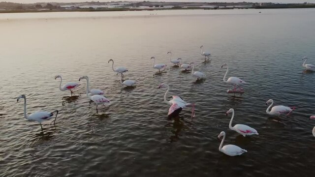 Group of Beautiful Pink Flamingos Wading During Sunset In Vendicari Reserve, Sicily, Italy.  - aerial slow mo