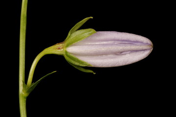 Peach-Leaved Bellflower (Campanula persicifolia). Floral Bud Closeup