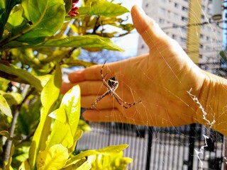 spider in hand