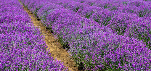 Fototapeta na wymiar landscape between rows of lavender