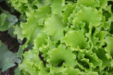 lettuce green fresh plant salad on the bed or field
