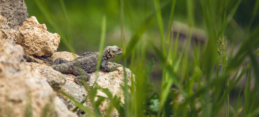The lizard on a stone