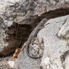 Western fence lizard (Sceloporus occidentalis longipes) side profile showing blue belly while perched on a granite boulder in Great Basin National Park