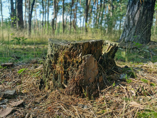 old rotten tree trunks in forest