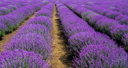 Fototapeta na wymiar a culture of flowering lavender