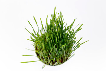 Grass for cats in a pot on a white background. Pet cat grass top view
