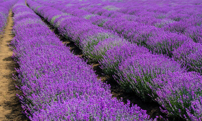 Fototapeta na wymiar a field of lavender flowers with selective focus