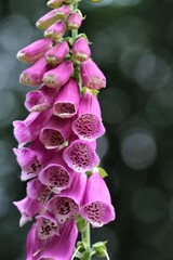 A close up of a pink foxglove in the forest © Luise123