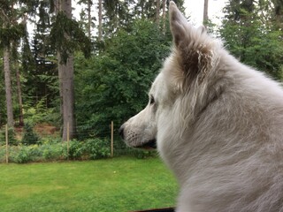 Pies pilnuje ogrodu © Seance_Photo_Sylwia