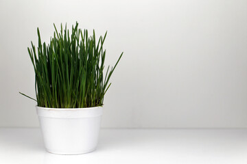 Grass for cats in a pot on a white background. Favorite cat grass.
