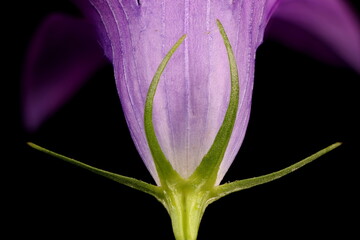 Spreading Bellflower (Campanula patula). Calyx Closeup