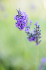 Close-up of lavender flower, natural background