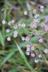 pink and white flowers