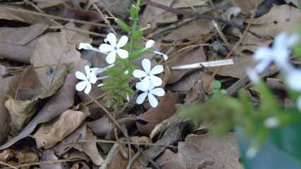 the first spring